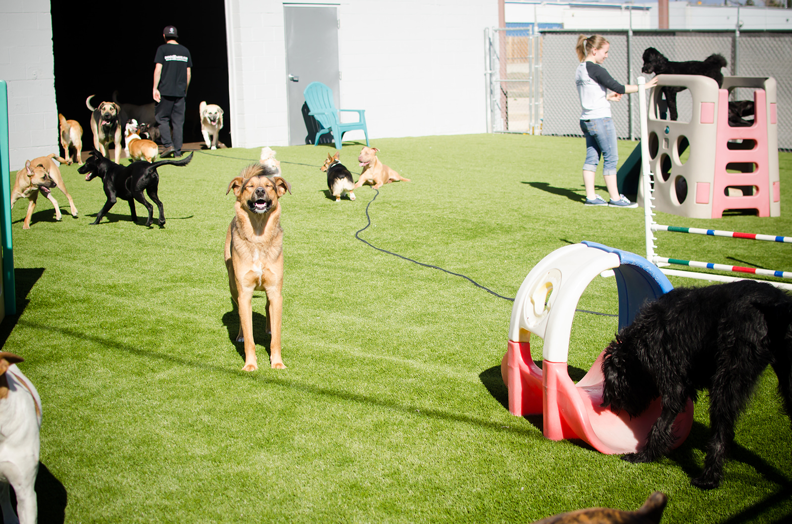 the dog spa blackwood